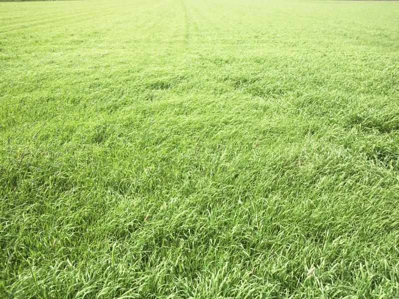 壁纸800x600绿色草地风景宽屏壁纸壁纸 绿色草地风景宽屏壁纸壁纸 绿色草地风景宽屏壁纸图片 绿色草地风景宽屏壁纸素材 风景壁纸 风景图库 风景图片素材桌面壁纸