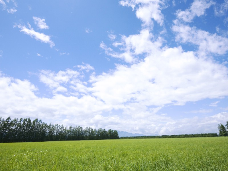 壁纸800x600绿色草地风景宽屏壁纸壁纸 绿色草地风景宽屏壁纸壁纸 绿色草地风景宽屏壁纸图片 绿色草地风景宽屏壁纸素材 风景壁纸 风景图库 风景图片素材桌面壁纸