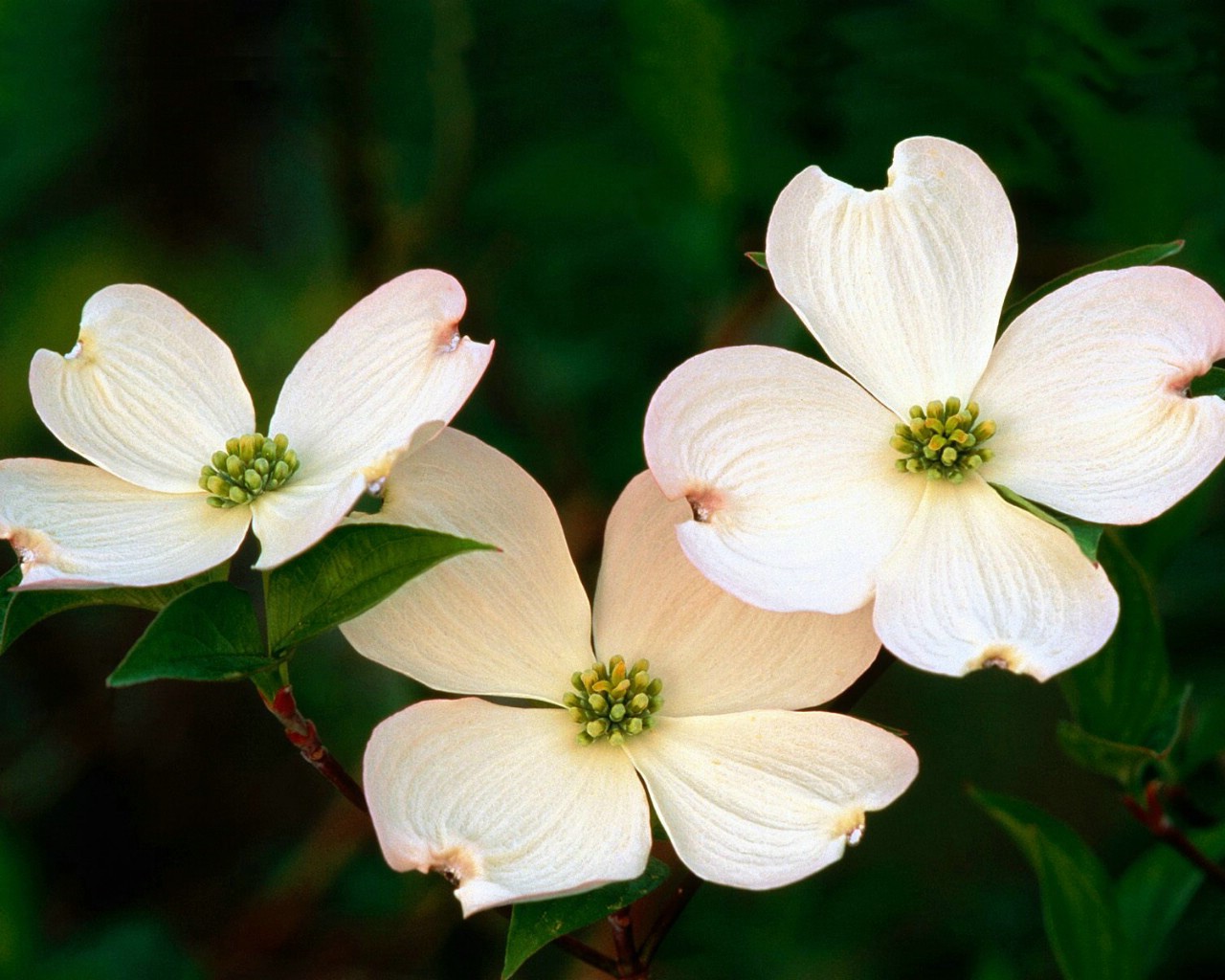 壁纸1280x1024高清鲜花桌面壁纸下载壁纸 高清鲜花桌面壁纸下载壁纸 高清鲜花桌面壁纸下载图片 高清鲜花桌面壁纸下载素材 植物壁纸 植物图库 植物图片素材桌面壁纸