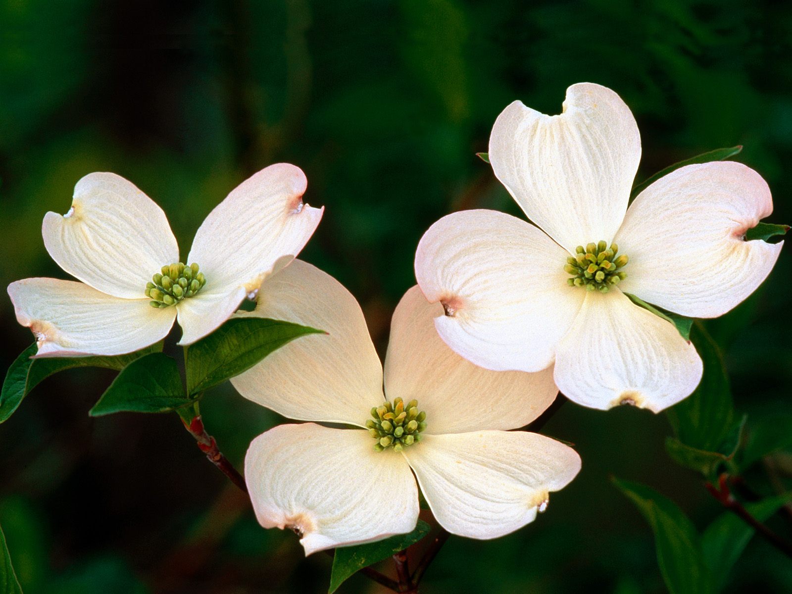 壁纸1600x1200高清鲜花桌面壁纸下载壁纸 高清鲜花桌面壁纸下载壁纸 高清鲜花桌面壁纸下载图片 高清鲜花桌面壁纸下载素材 植物壁纸 植物图库 植物图片素材桌面壁纸