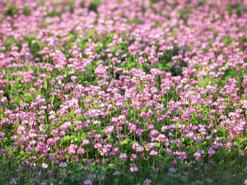 壁纸800x600高清晰野花桌面壁纸1600X1200壁纸 高清晰野花桌面壁纸壁纸 高清晰野花桌面壁纸图片 高清晰野花桌面壁纸素材 植物壁纸 植物图库 植物图片素材桌面壁纸