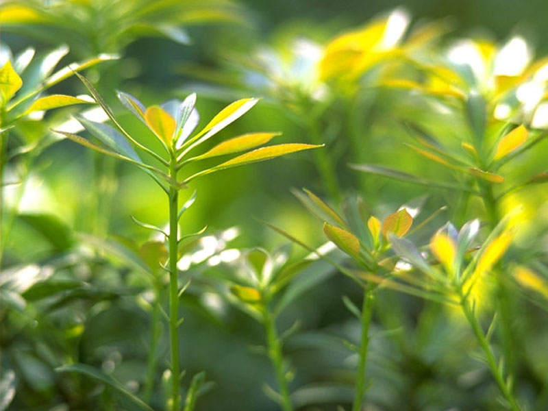 壁纸800x600花草树木专辑壁纸 花草树木壁纸壁纸 花草树木壁纸图片 花草树木壁纸素材 植物壁纸 植物图库 植物图片素材桌面壁纸