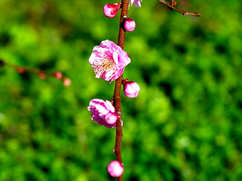 壁纸800x600梅花壁纸 梅花壁纸 梅花图片 梅花素材 植物壁纸 植物图库 植物图片素材桌面壁纸