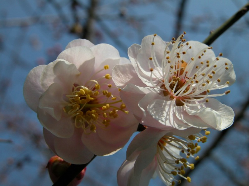 壁纸800x600梅花壁纸 梅花壁纸 梅花图片 梅花素材 植物壁纸 植物图库 植物图片素材桌面壁纸