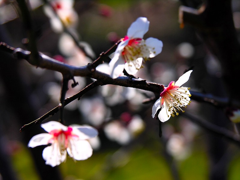 壁纸800x600梅花壁纸 梅花壁纸 梅花图片 梅花素材 植物壁纸 植物图库 植物图片素材桌面壁纸