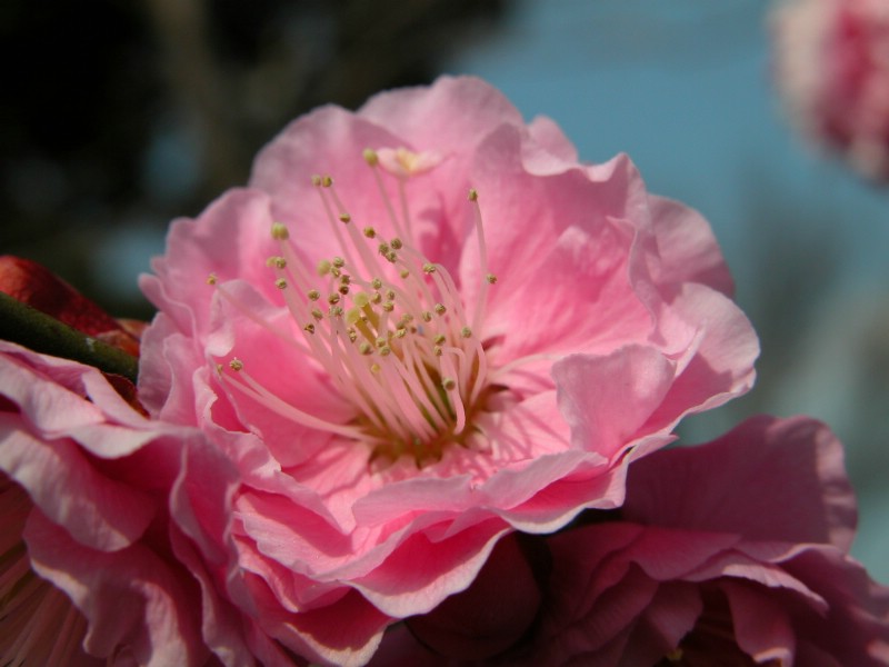 壁纸800x600梅花壁纸 梅花壁纸 梅花图片 梅花素材 植物壁纸 植物图库 植物图片素材桌面壁纸