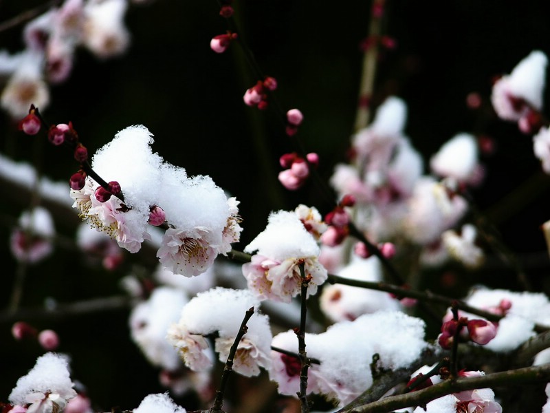 壁纸800x600梅花壁纸 梅花壁纸 梅花图片 梅花素材 植物壁纸 植物图库 植物图片素材桌面壁纸