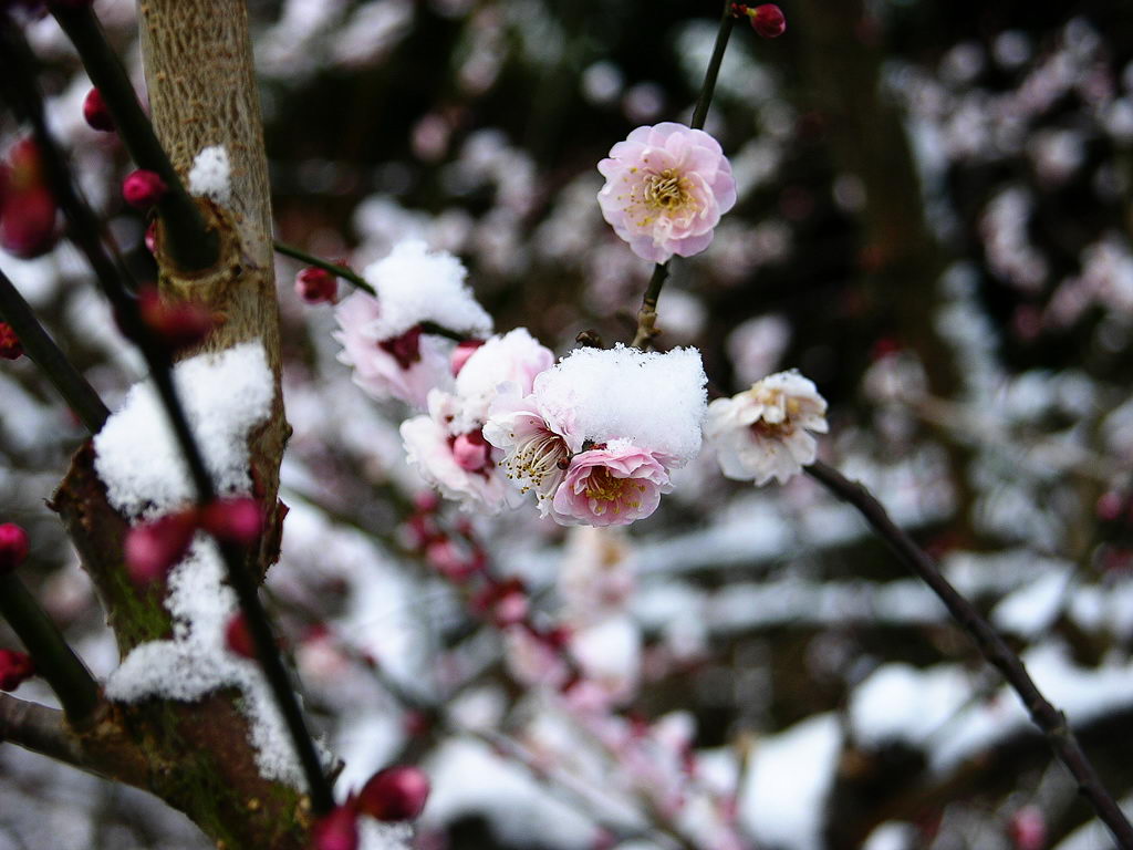 壁纸1024x768梅花壁纸 梅花壁纸 梅花图片 梅花素材 植物壁纸 植物图库 植物图片素材桌面壁纸