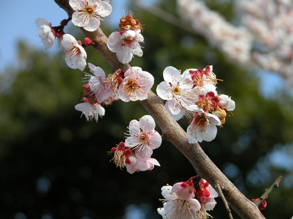 壁纸1024x768梅花壁纸 梅花壁纸 梅花图片 梅花素材 植物壁纸 植物图库 植物图片素材桌面壁纸