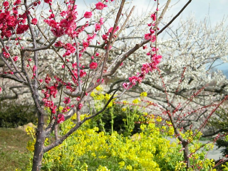 壁纸800x600梅花壁纸 梅花壁纸 梅花图片 梅花素材 植物壁纸 植物图库 植物图片素材桌面壁纸