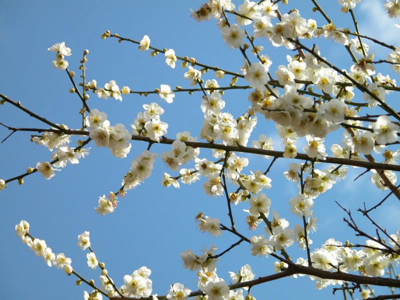 壁纸800x600梅花壁纸 梅花壁纸 梅花图片 梅花素材 植物壁纸 植物图库 植物图片素材桌面壁纸