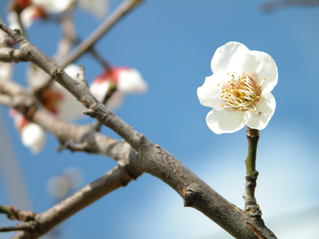 壁纸1024x768梅花壁纸 梅花壁纸 梅花图片 梅花素材 植物壁纸 植物图库 植物图片素材桌面壁纸