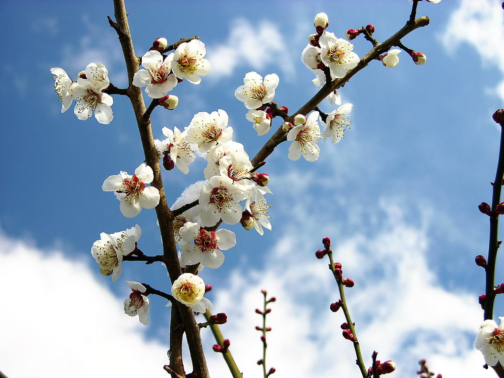 壁纸1024x768梅花壁纸 梅花壁纸 梅花图片 梅花素材 植物壁纸 植物图库 植物图片素材桌面壁纸