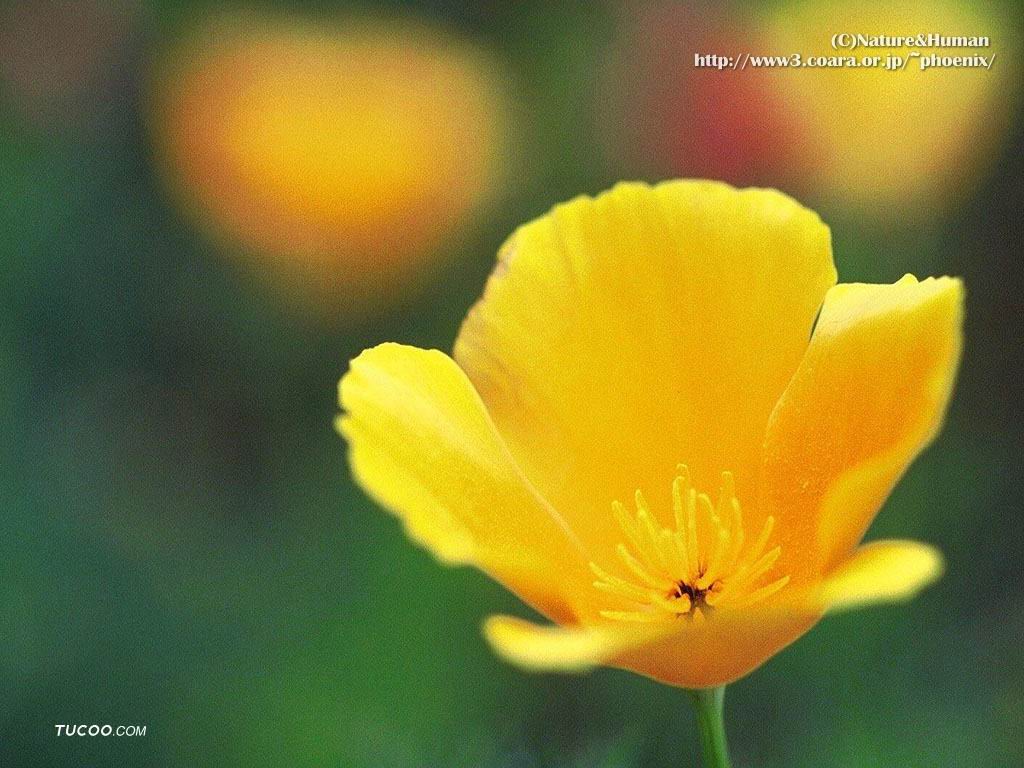 壁纸1024x768NatureHuman Flower壁纸 NatureHuman壁纸 NatureHuman图片 NatureHuman素材 植物壁纸 植物图库 植物图片素材桌面壁纸