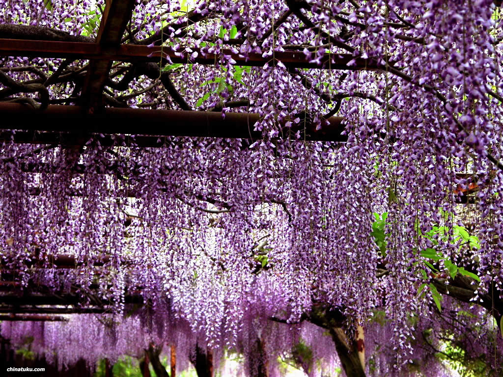 壁纸1024x768紫藤壁纸 紫藤壁纸 紫藤图片 紫藤素材 植物壁纸 植物图库 植物图片素材桌面壁纸